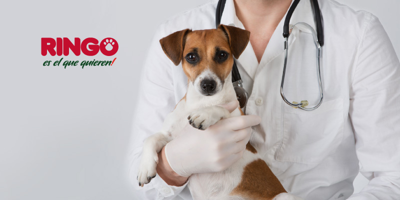 como escoger un buen veterinario